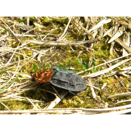 Oiceoptoma thoracicum (Linnaeus, 1758) Ścierwiec